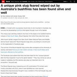 Pink slug survives Australia bushfires on Mount Kaputur