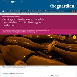 Corking climate change: sustainable practices bear fruit in champagne production