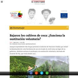 Bajaron los cultivos de coca: ¿funciona la sustitución voluntaria? - COLOMBIA2020