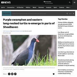 Purple swamphen and eastern long-necked turtle re-emerge in parts of Shoalhaven - ABC News