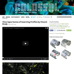 Time-lapse Scenes of Swarming Fireflies by Vincent Brady