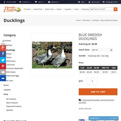 Blue Swedish Ducklings