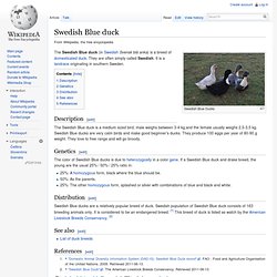 Swedish Blue duck