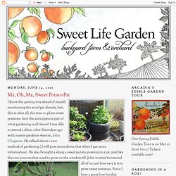 Sweet Life Garden: My, Oh, My, Sweet Potato Pie