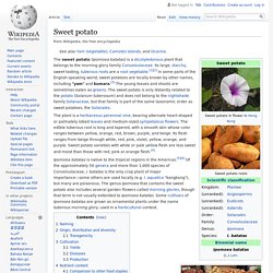 Wiki: Sweet Potato