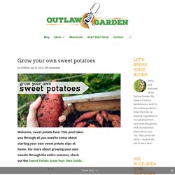 Grow your own sweet potatoes - Outlaw Garden