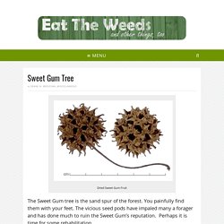 Sweet Gum Tree - Eat The Weeds and other things, too