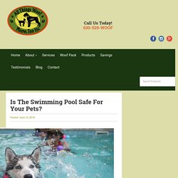 Is The Swimming Pool Safe For Your Pets?