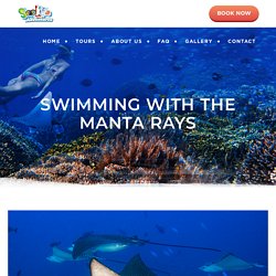 Swimming with the Manta Rays