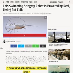 This Swimming Stingray Robot Is Powered by Real, Living Rat Cells
