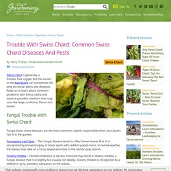Swiss Chard Problems - Learn About Common Problems With Swiss Chard