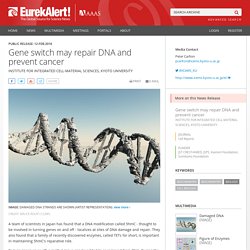Gene switch may repair DNA and prevent cancer