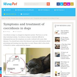 Symptoms and treatment of coccidiosis in dogs - WewPet