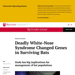 RUTGERS UNIVERSITY 04/02/21 Deadly White-Nose Syndrome Changed Genes in Surviving Bats