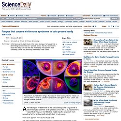 SCIENCE DAILY 25/10/13 Fungus that causes white-nose syndrome in bats proves hardy survivor