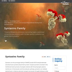 Syntaxins Family