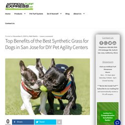 The Best Synthetic Grass for Dogs in San Jose for Agility Centers
