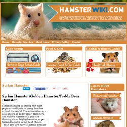 Syrian Hamster - Care, Diet & Common Tips By HamsterWiki.com