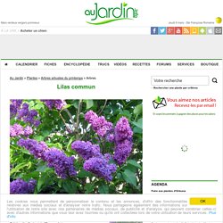 Lilas commun, Syringa vulgaris : conseils de culture