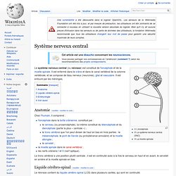 Système nerveux central