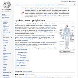 Système nerveux périphérique