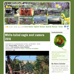White-tailed eagle nest camera 2016