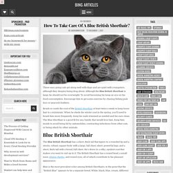 How To Take Care Of A Blue British Shorthair?