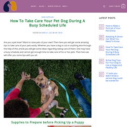 How To Take Care Your Pet Dog During A Busy Scheduled Life - Pet Price List