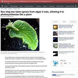 Sea slug has taken genes from algae it eats, allowing it to photosynthesize like a plant