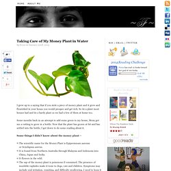 Taking Care of My Money Plant in Water — Life As Freya