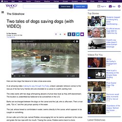 Two tales of dogs saving dogs (with VIDEO)