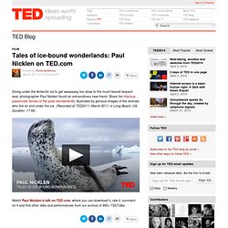 Tales of ice-bound wonderlands: Paul Nicklen on TED