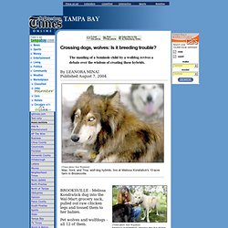 Tampabay: Crossing dogs, wolves: Is it breeding trouble?
