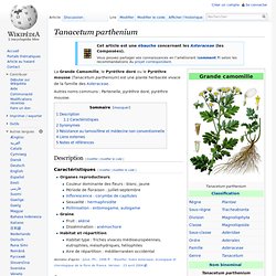 Tanacetum parthenium