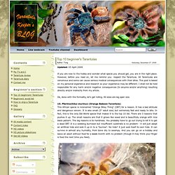 Top 10 beginner's Tarantulas