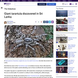 Giant tarantula discovered in Sri Lanka