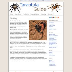 Pet Tarantula Molting & Growth