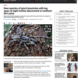 New species of giant tarantulas with leg span of eight inches discovered in northern Sri Lanka