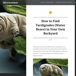 How to Find Tardigrades (Water Bears) in Your Own Backyard – Microcosmos