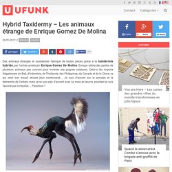 Hybrid Taxidermy – Les animaux étrange de Enrique Gomez De Molina