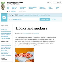 Hooks and suckers « Te Papa’s Blog