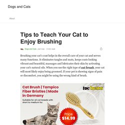 Tips to Teach Your Cat to Enjoy Brushing