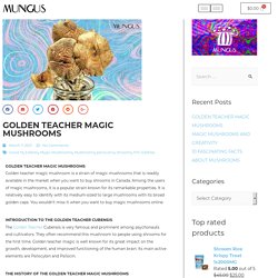GOLDEN TEACHER MAGIC MUSHROOMS - Mungus Shrooms