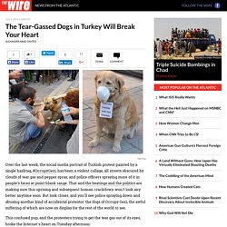 The Tear-Gassed Dogs in Turkey Will Break Your Heart - Alexander Abad-Santos