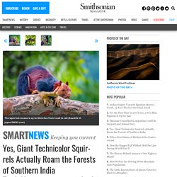 Yes, Giant Technicolor Squirrels Actually Roam the Forests of Southern India