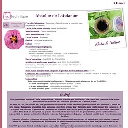 Fiche technique absolue de Labdanum - Cistus ladaniferus
