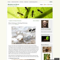 Photo Technique: Working With Ants « Myrmecos Blog