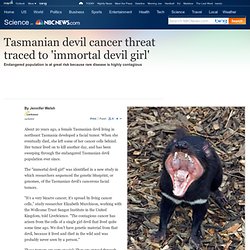 Tasmanian devil cancer tied to 'immortal' girl - Technology & science - Science - LiveScience
