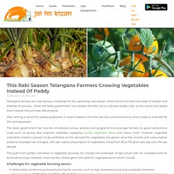 This Rabi Season Telangana Farmers Growing Vegetables Instead Of Paddy
