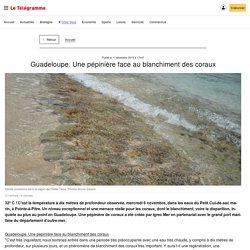 Le Télégramme - Guadeloupe. Une pépinière face au blanchiment des coraux